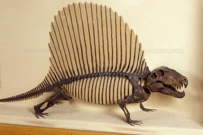 Dimetrodon